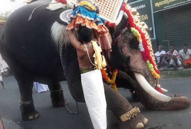 Elephant Procession